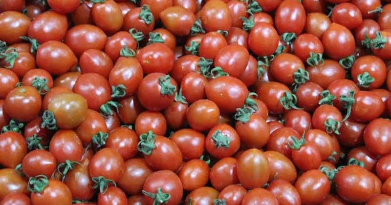 Kiçik pomidorlarda böyük təhlükə! XƏBƏRDARLIQ EDİLDİ