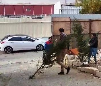 Bakıda 50 ağacı məhv etdilər FOTOLAR