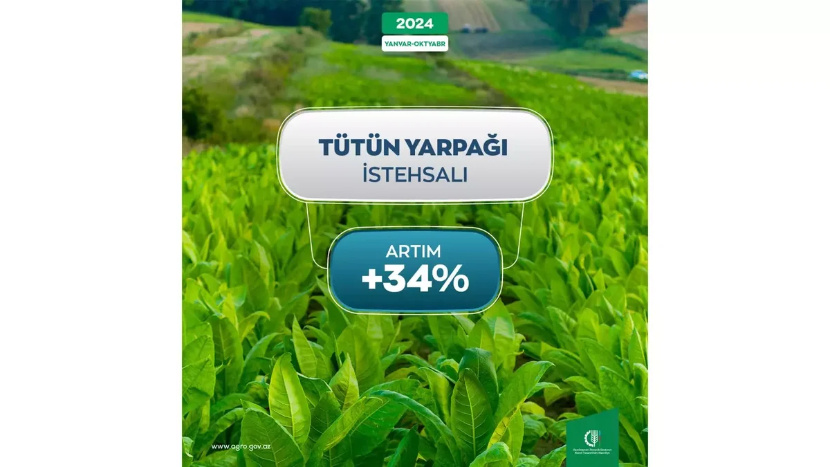 Azərbaycanda yaş tütün istehsalında 34% artım qeydə alınıb