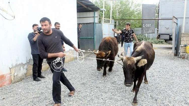 “Oliqarxların çıxdaş heyvanını baha qiymətə sənədləşdirirlər” Məclisdə başlayan mübahisəyə sözardı