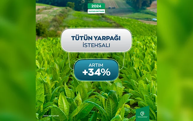 Tütün istehsalında 34% artım