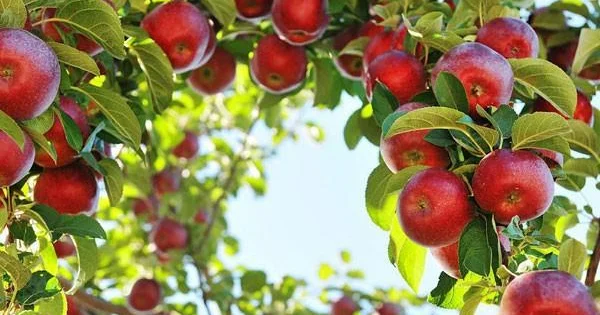 Alma meyvəsinin faydaları yenidən gündəmdə