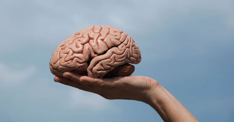 İnsan beyni həyat boyu dörd mərhələli dəyişikliklərdən keçir