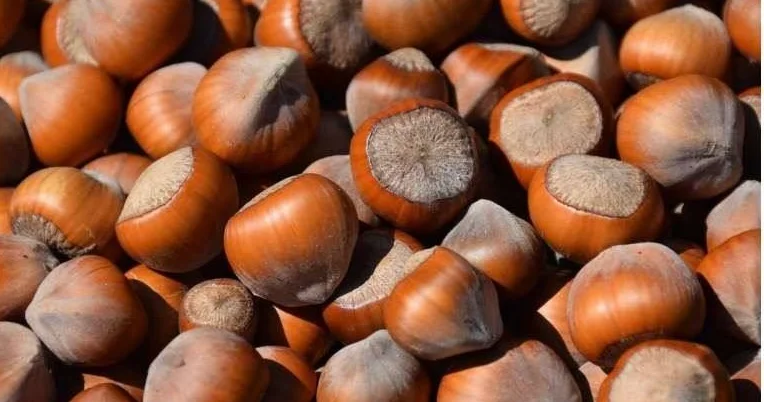 Azərbaycan fındıq ixracını artırdı