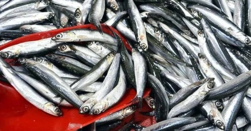 Türkiyə bu balığın satışından milyonlar qazanır