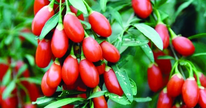 Bu giləmeyvə cavanlaşdırır, əhvalı yüksəldir