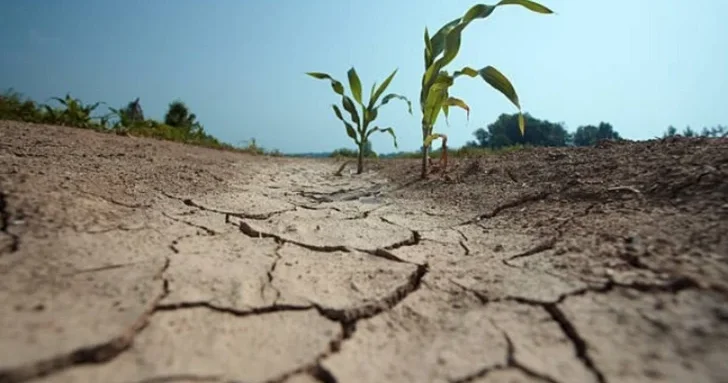 Азербайджан расширит аграрное страхование: засуха войдет в список рисков