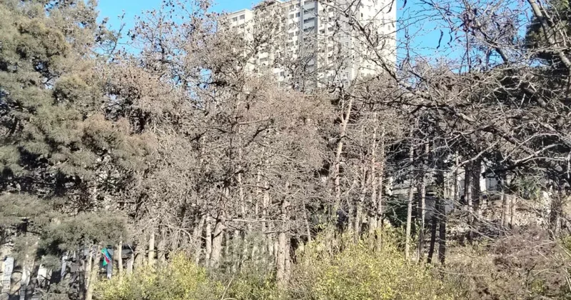 В Баку гибнут сосны: болезнь или злой умысел