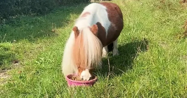 Miniatür ölçülərin yeni çempionu: dünyanın ən kiçik atı tapılıb...