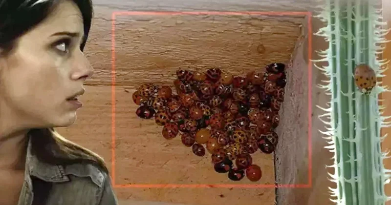 Uğur böcəkləri evləri basdı, yayılma sürəti ciddi təhlükədir