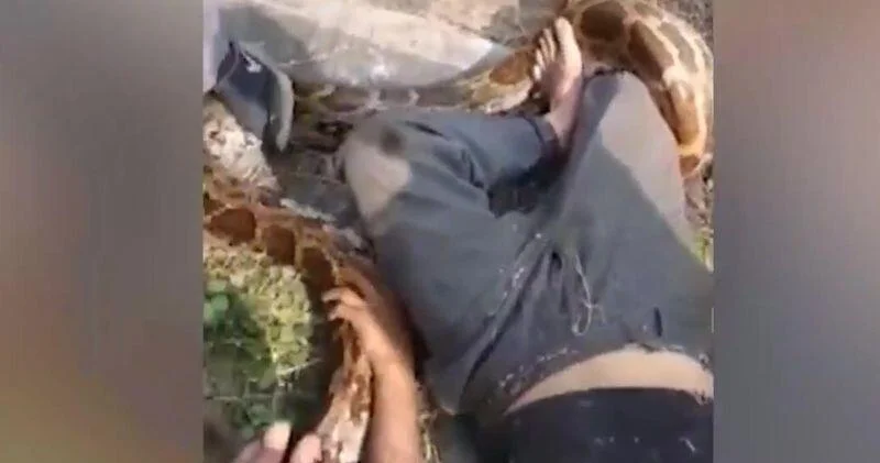 В Индии гигантский питон напал на рабочего ВИДЕО