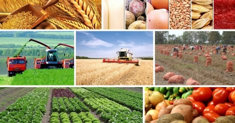 Payızda yay hərarəti: Məhsuldarlığa necə təsir göstərir?