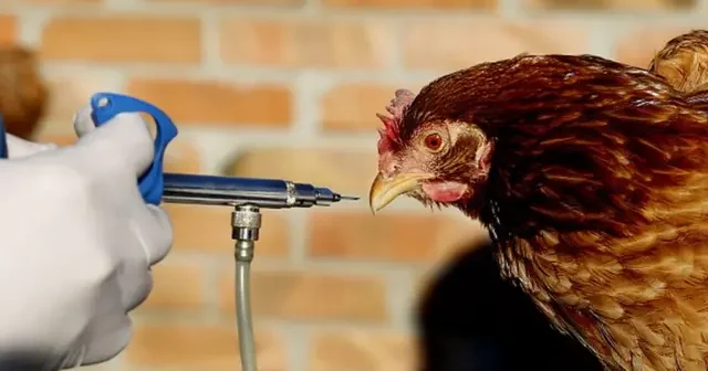 Azərbaycanda quş qripi təhlükəsi Yoxlamalar başladı!