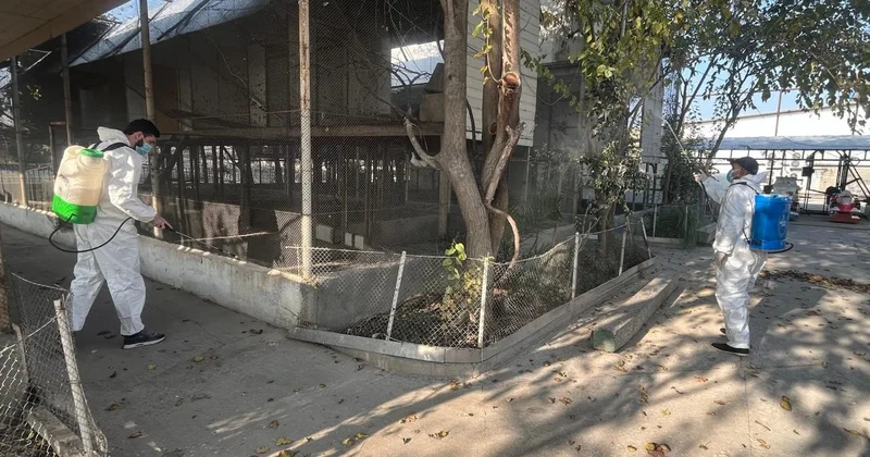 Bu restoranda nəzarətsiz saxlanılan quşlar aşkarlandı