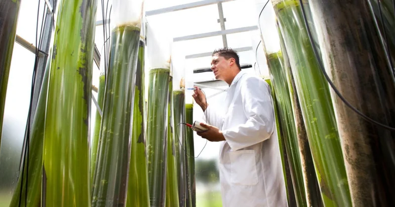 Avropa İttifaqı bioiqtisadiyyatın inkişafı üçün yeni strategiya qəbul edib