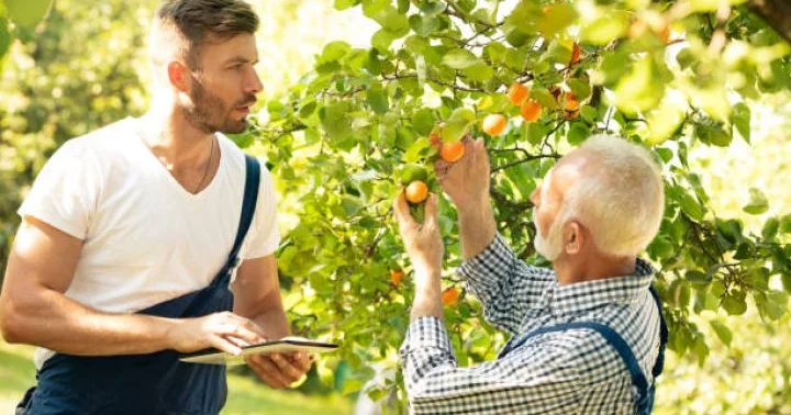 Aqrar Sığorta Fondu 20 milyon manata yaxın ödəniş edib