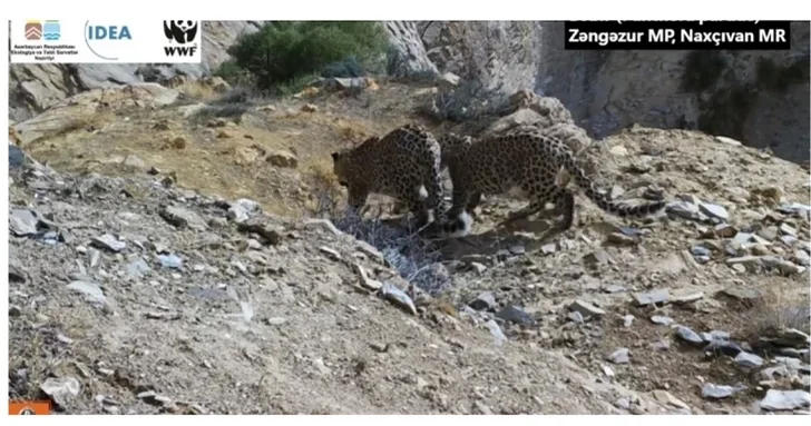 В Зангезурском национальном парке замечена самка леопарда с двумя детенышами