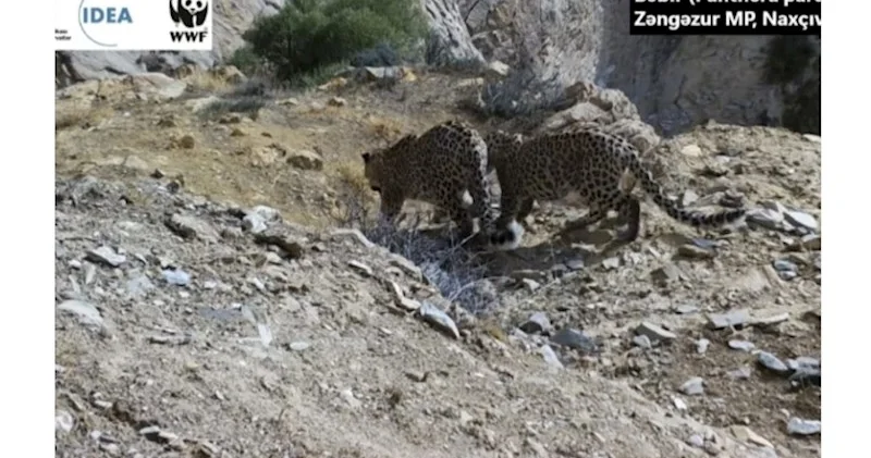WWF Zəngəzur Milli Parkında məskunlaşan bəbirlərin görüntüsünü paylaşıb