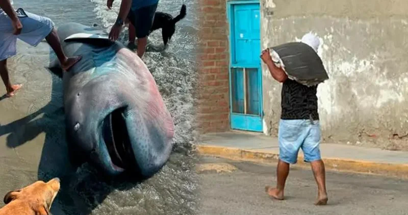 Nadir köpəkbalığı növü sahilə vurdu , camaat doğrayıb ətini daşıdı Üç dəqiqə içində (FOTTO)