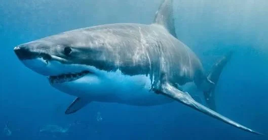 2 nəfərə hücum edən akula onlardan birini öldürdü