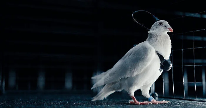 “Göyərçin biodronlar: “Neiry“ şirkətinin uzaqdan idarə olunan quşları“ “Forbes“