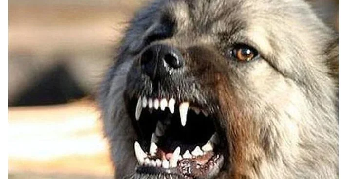 Canavarların kəndlərə hücum etməsinin səbəbi bu imiş Ekspertdən AÇIQLAMA