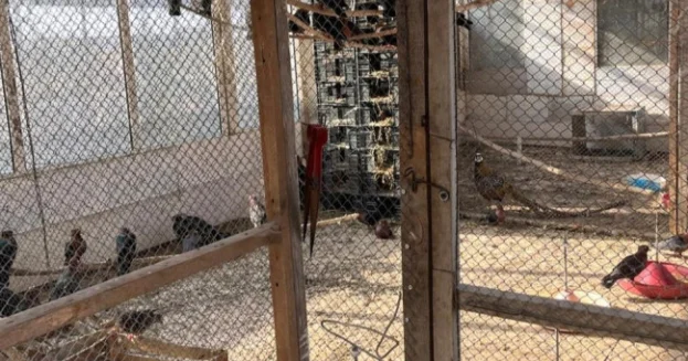 “Fədək” restoranında baytarlıq nəzarəti olmadan saxlanılan heyvanlar aidiyyəti üzrə təhvil verilib FOTOLAR