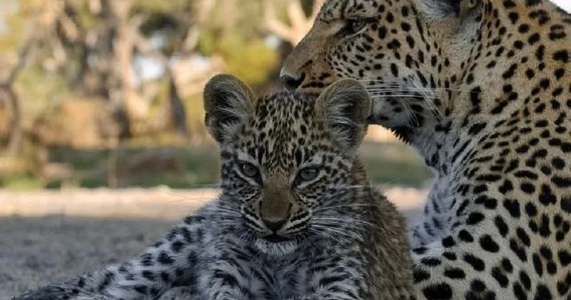 Zəngəzur Milli Parkında bəbir və iki balası görüntüləndi