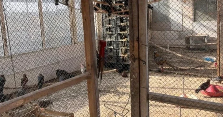 Санитарный рейд выявил нарушения в ресторане Гаджигабульского района