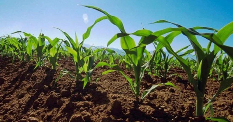 Mülayim hava əkin üçün risk yaradır? Fermerlər narahatdır