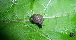 Природоохранители Лондона ищут одну из самых редких улиток Европы