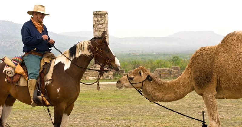 В Азербайджане запускают массовое чипирование лошадей и верблюдов Minval Politika