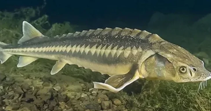 Каспийская пятерка продлила мораторий на вылов осетра: что это значит для экосистемы