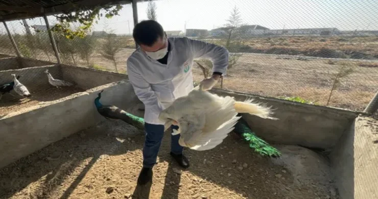 Məşhur Fədək restoranındakı heyvanlar yığışdırıldı