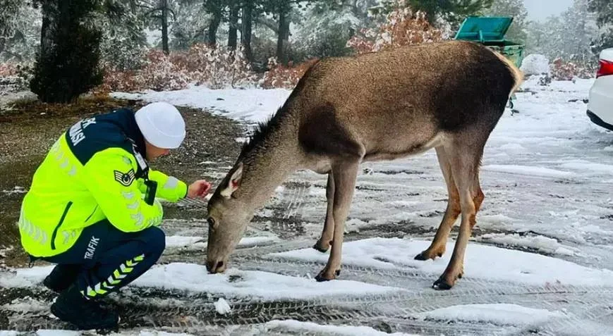 Qızıl maral gözəl görüntü yaradıb FOTO