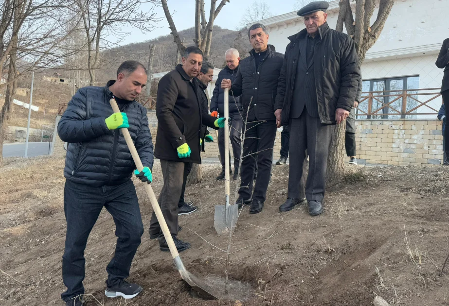 Laçında növbəti ağacəkmə aksiyası keçirilib AZƏRTAC