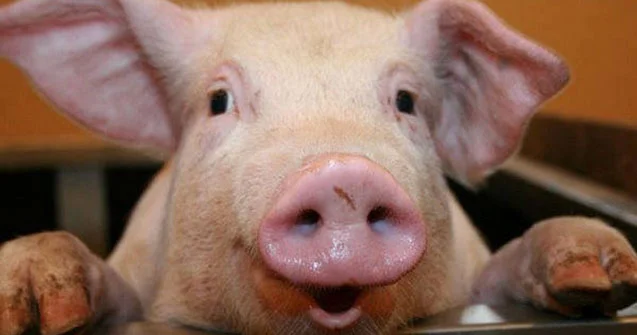 Azərbaycanda donuzlar azalıb Ən çox hansı rayonlarda saxlanılır...