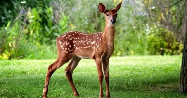 Леса и заповедники Азербайджана: что изменилось за 14 лет природоохранной работы