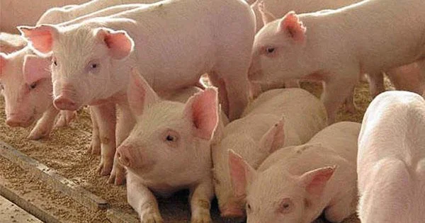Azərbaycanda donuzların sayı azalıb RƏQƏMLƏR