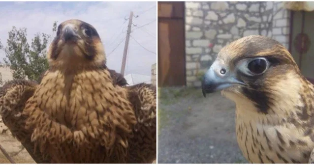 Bakıda Şahin quşu 5 min manata satılır (VİDEO)