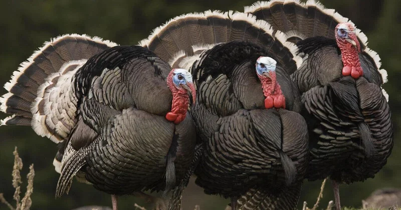 Праздничная индейка: какими будут цены?