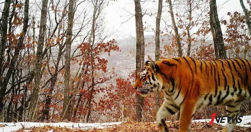 В Индии водитель трактора отбился от двух тигров и спас корову