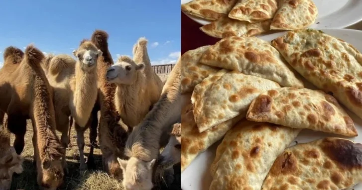 Эксперты сомневаются в наличии верблюжьего мяса в общепитах Азербайджана