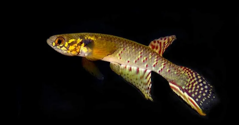 В Боливии спустя 20 лет обнаружили считавшуюся вымершей рыбу