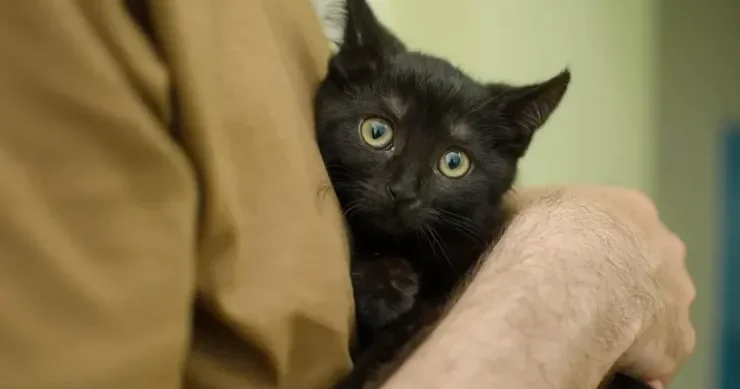 Pişik niyə qucaqda tutulmağı sevmir: 6 səbəb