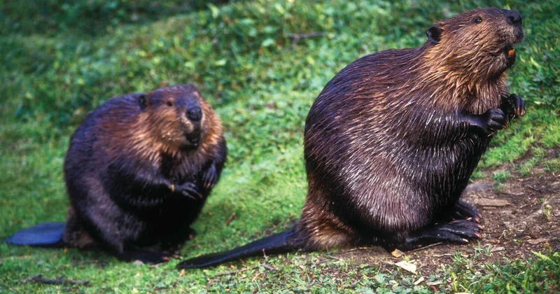 В Швейцарии запустили горячую линию для пострадавших от бобров