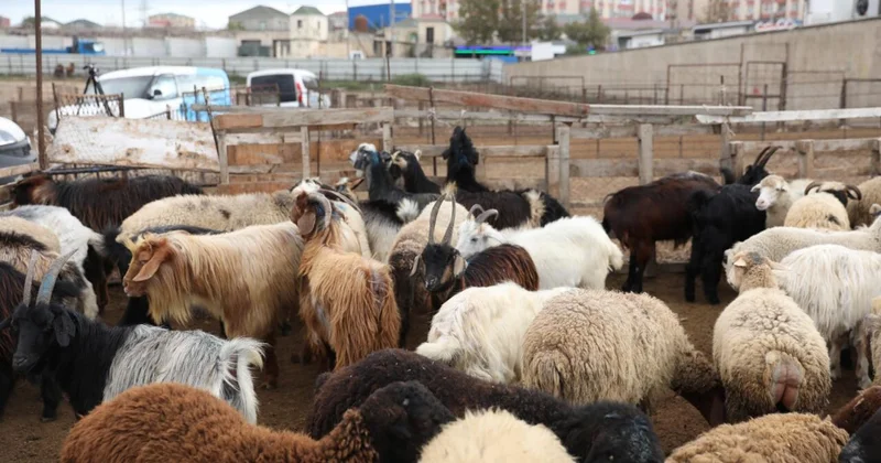 Salyan və Göygöl heyvan bazarları fəaliyyətə başladı FOTO