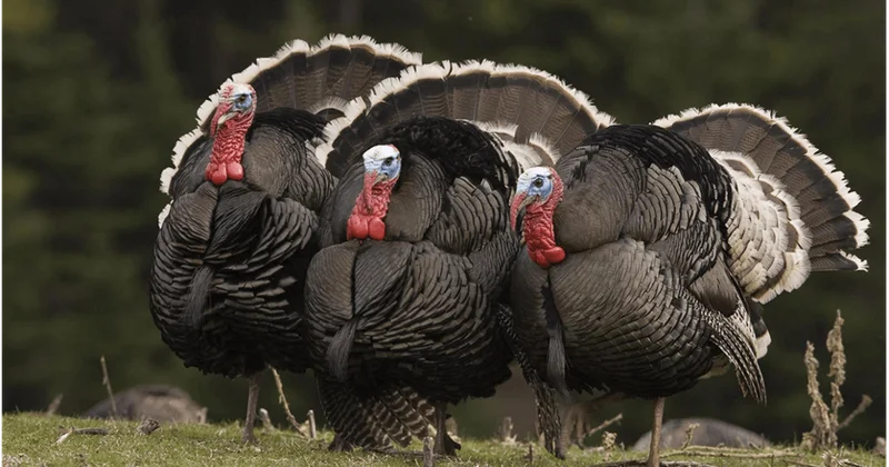 Bayramqabağı hinduşka ətinin qiymətində artım gözlənilir?