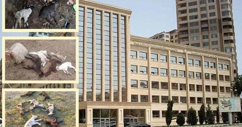 Nazirliyin 22 il gizlətdiyi cinayət "Köməkçisinin kartına 3700 manat pul atdım" VİDEO/FOTO