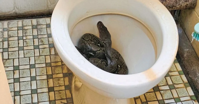 Oturduğu unitazdan nəhəng ilan çıxdı VİDEO